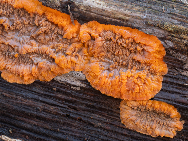 Phlebia radiata Phlebia radiata